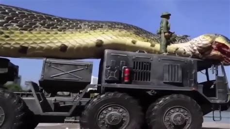 maior cobra  mundo python maior serpente anaconda gigante