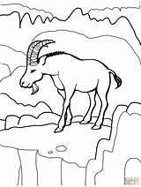 Ibex Coloring Goat Wild Alpine Pages Designlooter 650px 75kb Drawing sketch template