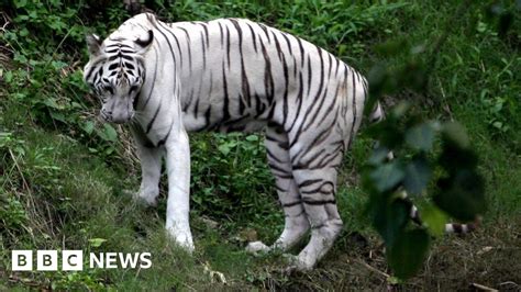 No Sex Please India Shy White Tiger Refuses To Mate Bbc News
