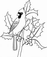 Cardinal Drawing Holly Beccy Place Originally Designed October Getdrawings sketch template