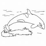 Orca Coloring Whale Killer Jump Water Kids sketch template