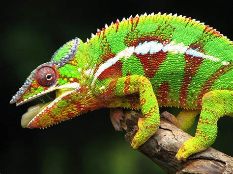 beautiful  colorful panther chameleon pictures amazing creatures