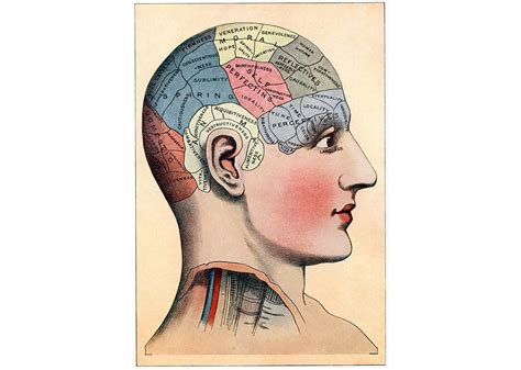 Dejemos De Hablar De Cerebro ‘femenino’ Y ‘masculino’ Español