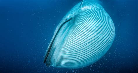 whales  dang big science  finally   answer wired