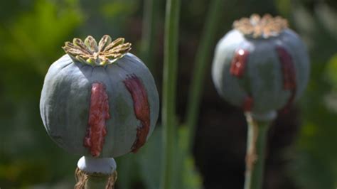 aurangabad  farmers   year imprisonment  growing opium illegally