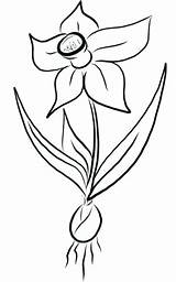 Daffodil Coloring Printable Pages Categories sketch template
