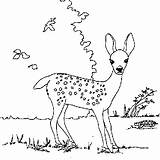 Deer Coloring Pages Animal Animated Book Drawings Color Worksheets Kids sketch template