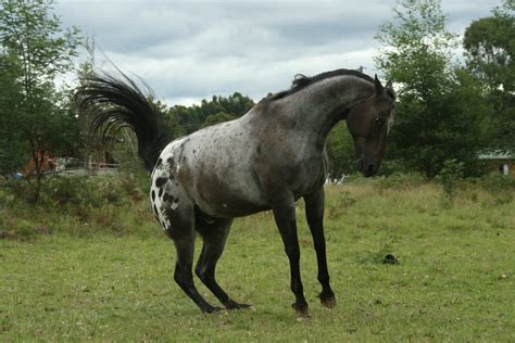 appaloosa horse pictures
