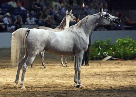 le pur  arabe races de chevaux contre galop