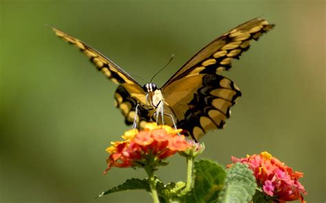 news butterfly beautiful butterfly pictures