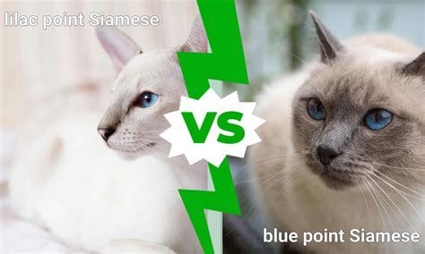 lilac point siamese  blue point   animals