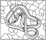 Snake Garter Coloring Designlooter 347px 72kb Getdrawings Drawing sketch template