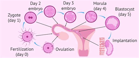 fertilization  implantation