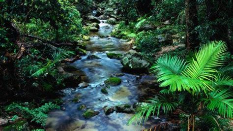 beautiful rain forest  tijuca rio de janeiro brazil