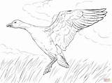Goose Angsa Mewarnai Marimewarnai Paud Tk Pemandangan Kelas Supercoloring Bullfinch sketch template