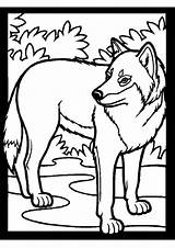 Loup Coloriage Imprimer Coloriages Loups Tete Ligne Animaux Jedessine Wolves sketch template