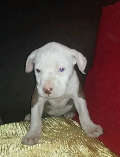 Registered American Pitbull Terriers Witbank American