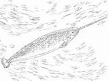 Narwhal Coloring Pages Narwhale Realistic Drawing Kids Getdrawings Supercoloring sketch template