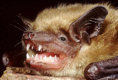 bats crash more often when they use vision