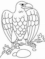 Harpy Coloring Eagle Egg Drawing Pages Lay Choose Board Mandala Getdrawings sketch template