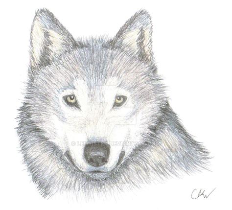 Wolf Face By Leithster On Deviantart