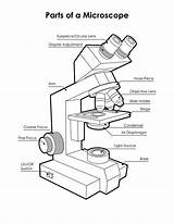 Microscope Diagram Labeled Parts Blank Unlabeled Timvandevall Pdf sketch template