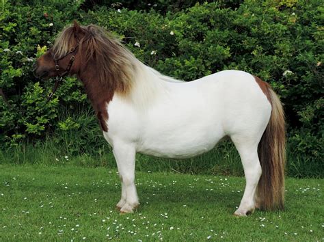 pony breeders  shetland association