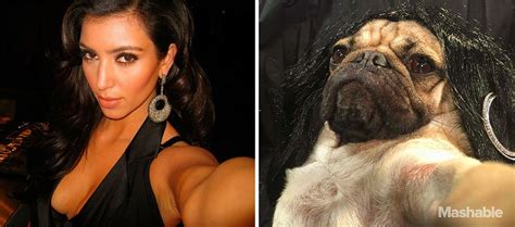 pug recreates sexiest kim kardashian selfies internet can t tell who s