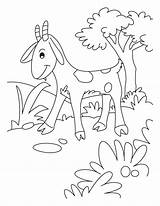 Coloring Pages Goat Cute Goats Billy Gruff Troll Pygmy Popular Sheets Coloringhome Procoloring sketch template
