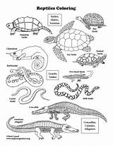 America Reptiles Sheets Reptile sketch template