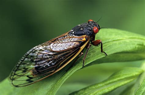 periodical cicadas genus magicicada