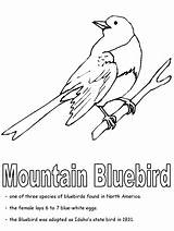 Coloring Bluebird Pages Color Bird State Blue Animals Idaho Kids sketch template