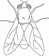 Fly Coloring Pages House Drawing Printable Insects Flying Kids Embroidery Outline Drawings Template Insect Animal Preschool Stormfly Colouring Bug Getdrawings sketch template