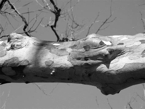 tree limb  stock photo public domain pictures