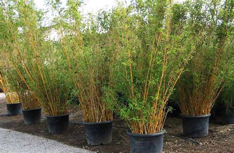 buy bamboo plants bamboos wholesale