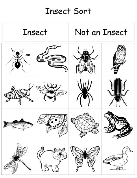 insect sortpdf google drive insect activities bugs preschool
