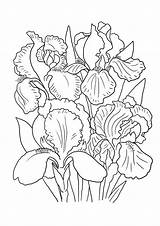 Flowers Irises Getcolorings Sketch sketch template