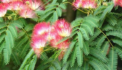The Most Important Health Benefits Of Albizia Health Cautions