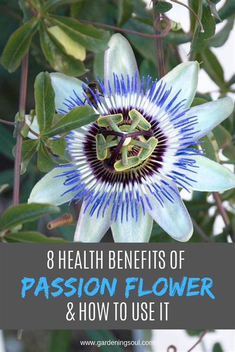 8 Health Benefits Of Passion Flower And How To Use It Passion Flower