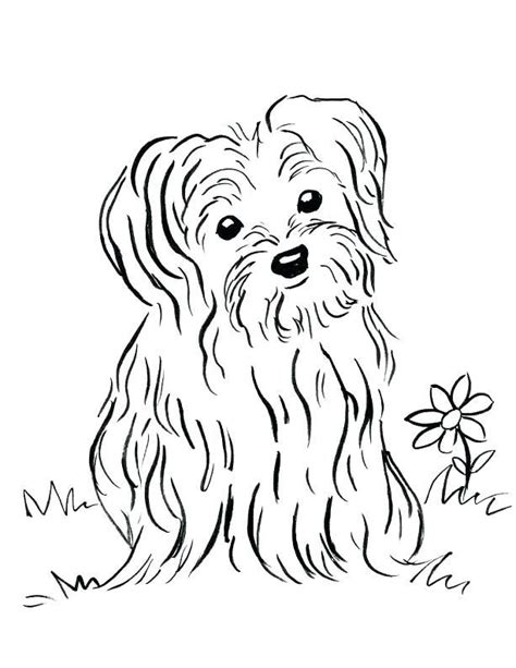 coloring pages  baby yorkies puppy coloring pages animal coloring
