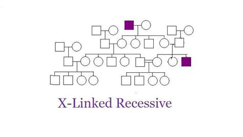 genetic inheritance x linked recessive adrenoleukodystrophy