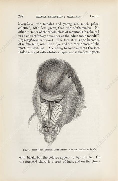 darwin on sexual selection in primates 1871 stock image