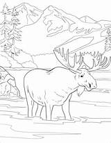 Moose Alce Parques Colorare Nacional Yellowstone Supercoloring Denali sketch template
