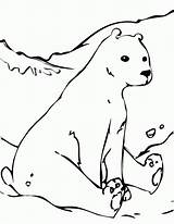Bear Polar Coloring Pages Arctic Animals Cute Tundra Color Hare Baby Printable Drawing Outline Kids Template Bears Animal Cub Realistic sketch template
