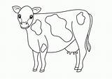 Cow Coloring Pages Kids Animal Printable Holstein Farm Baby Beef Cows Cute Drawing Template Animals Angus Print Color Clipart Dairy sketch template