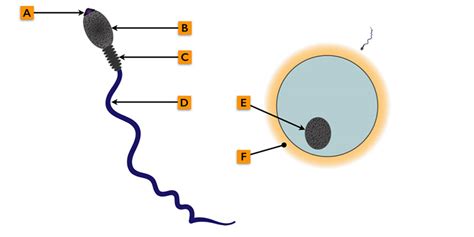 Diagram Of Sperm Cell Clipart Best