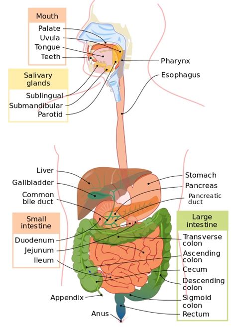 fun facts   digestive system biology dictionary