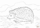 Hedgehog Coloring Pages Grass Printable sketch template