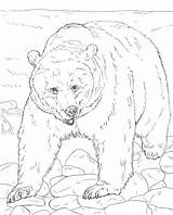 Bear Realistic Coloring Brown Pages Printable Kids sketch template