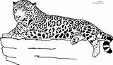 Jaguar Coloring Printable Pages Animal Rainforest Clipart Realistic Animals Kids Color Laying Colouring Print Sheets Head Size Down Cheetah Template sketch template